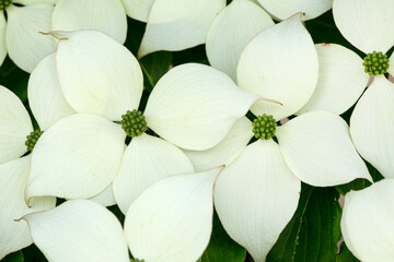 Kousa dogwood flowers at The Fells in Newbury, New Hampshire.