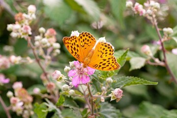 close up of a silver-washed fritillary butterfly (argynnis paphia) on a blackberry (rubus) blossom seen at Mattinata, Gargano National Park, Apulia Italy; biodiversity save the ecosystem concept