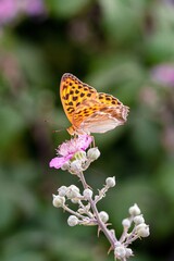 close up of a silver-washed fritillary butterfly (argynnis paphia) on a blackberry (rubus) blossom seen at Mattinata, Gargano National Park, Apulia Italy; biodiversity save the ecosystem concept