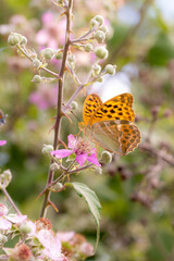 close up of a silver-washed fritillary butterfly (argynnis paphia) on a blackberry (rubus) blossom...