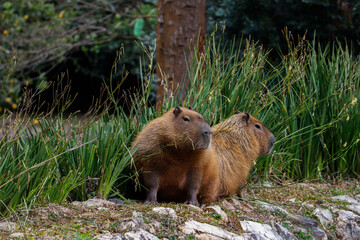 capibara