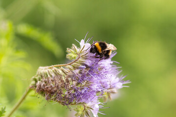 Macro of a honey bee (apis mellifera) flying to a purple tansy (phacelia tanacetafolia) blossom; pesticide free environmental protection save the bees biodiversity concept;