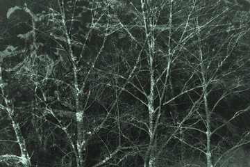 abstract black and light green colors background for design