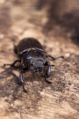 The female stag beetle. Large insect on a wooden board. Nature, fauna