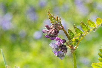 Close up of a bush vetch (vicia sepium) flower covered in water droplets