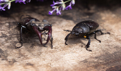 The male and female stag beetle. Large insect on a wooden board and against the background of a lavender branch. Nature, fauna