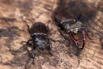 The male and female stag beetle. Large insect on a wooden board. Nature, fauna
