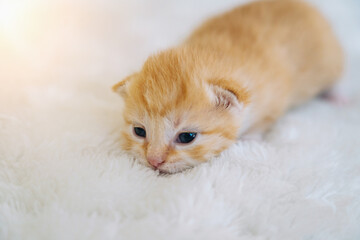 Newborn baby red cat sleeping on funny pose. Group of small cute ginger kitten. Domestic animal. Sleep and cozy nap time. Comfortable pets sleep at cozy home. Selective focus