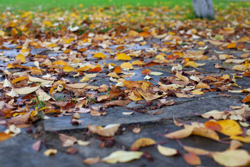 Natural autumn background. Autumn background of yellow fallen leaves on stone path and green grass of lawn with copy space.