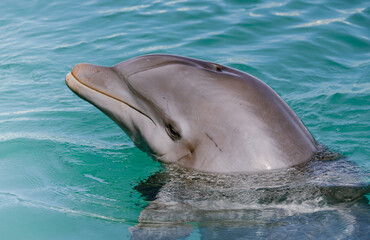 Obraz premium Bottlenose Dolphin 