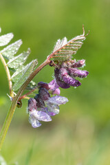 Close up of a bush vetch (vicia sepium) flower covered in water droplets