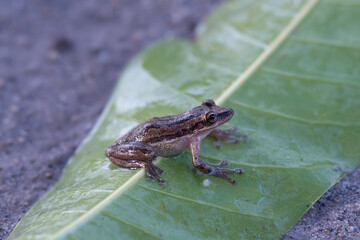 frog on a leaf