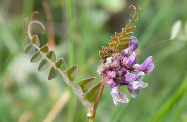 Close up of a bush vetch (vicia sepium) flower