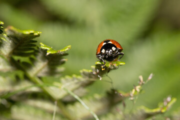 coccinelle