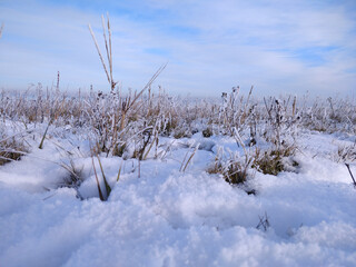 Iced field landscape at the north sea with plants growing through the snow in winter