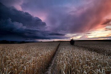 dramatic sunset over wheat field on hills
