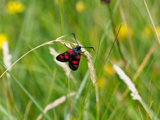 Five Spot Burnet moth in Alderney
