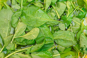 Fresh Baby Spinach Leaves in the Water - Top View. Vegan and Vegetarian Culture. Raw Food, Green Leaves. Healthy Diet