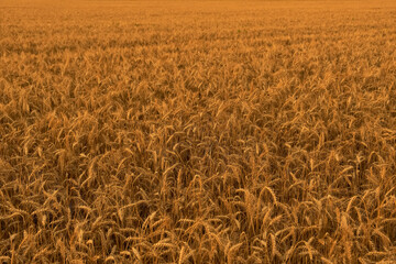 Amazing agriculture sunset landscape. Growth nature harvest.