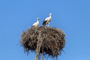 White storks standing in a nest