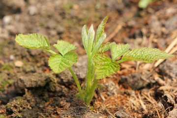 plant
