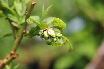 bud of a tree