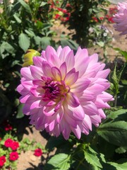 Fototapeta premium pink flower