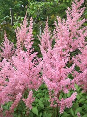 Astilbe japonica