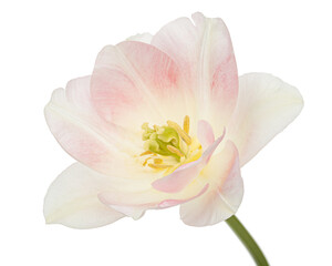Fototapeta na wymiar Pink flowers of Angelique tulip, isolated on white background