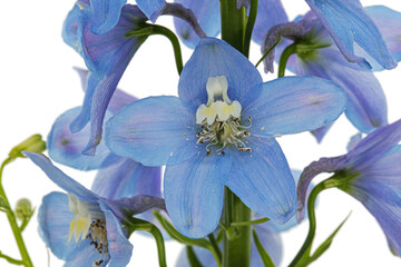 Inflorescence of blue delphinium flowers, lat. Larkspur, isolated on white background