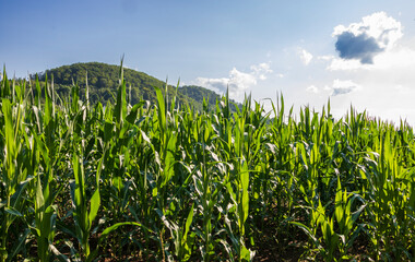 A cornfield against a blue sky