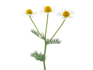 White flowers of wild German chamomile isolated on white, Matricaria chamomilla