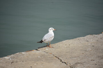 seagull on the pier