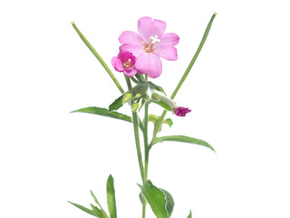 Pink flower of hoary or smallflower hairy willowher plant isolated on white, Epilobium parviflorum