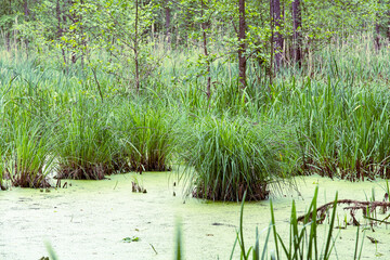 Swamps - Dolina Baryczy