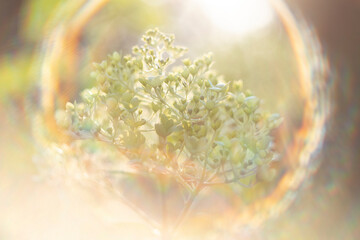 garden hydrangea