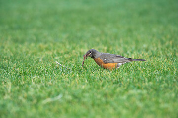 American Robin with Worms