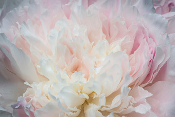 Peony flower at The Fells in Newbury, New Hampshire.