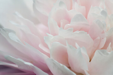 Peony flower at The Fells in Newbury, New Hampshire.