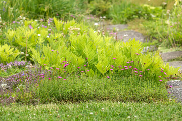 Rock garden at The Fells in Newbury, New Hampshire.
