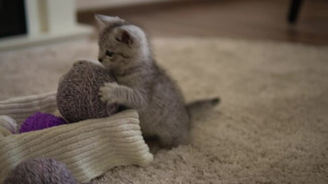 baby playing with cat. tomcat on carpet near burning fireplace at home comfort. striped kitten play with ball of thread. kitty run looking at camera. happy adorable pet, childhood, wild nature concept