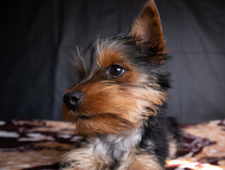 Little Yorkshire terrier playing with a teddy bear