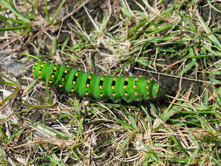 Green caterpillar of the Emperor Moth