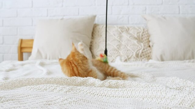 4k Ginger Cat hunting for a mouse on a white bed. Funny red Kitten trying to catch the toy slow motion. High quality 4k footage