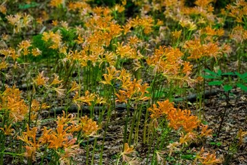 キツネノカミソリ