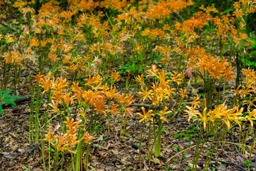 キツネノカミソリ