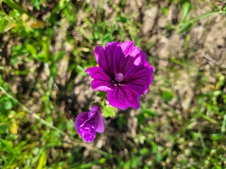 purple flowers in the garden