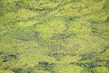 The top of pond water covered in duckweed