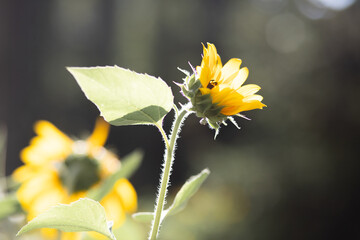 Sunflower beautiful yellow flower - healthy lifestyle, ecology, organic farming, farming, gardening, health concept.