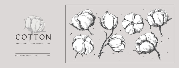 Set of hand-drawn cotton flowers. Flower buds vector illustration. Botanical illustration for floral background. Design element for postcard, poster, cover, invitation. - obrazy, fototapety, plakaty